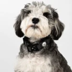 FikaFur Oxford Dog Collar — Black - Image 6